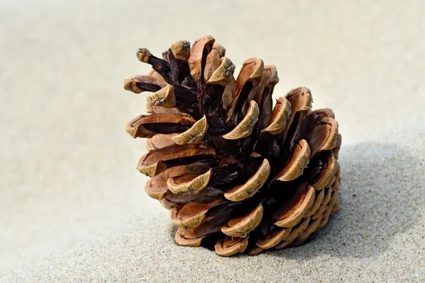 Cone de pinho na areia — Fotografia de Stock