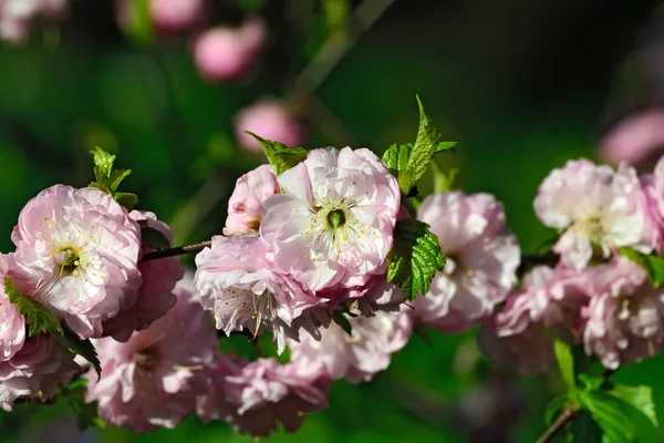 Fiori di mandorlo (Prunus triloba Plena ) — Foto Stock