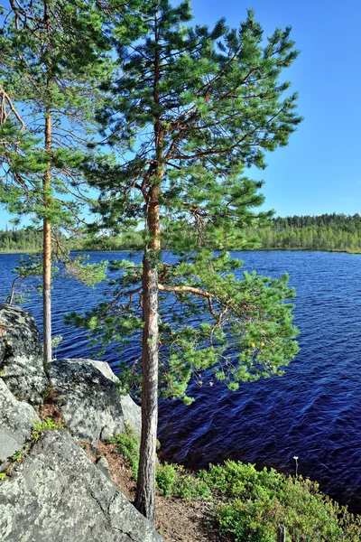 Karelische Landschaft. pongoma fluss, nordkarelien, russland — Stockfoto