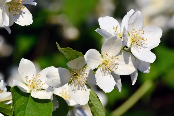 Blommiga mock orange (Filadelfos) Stockbild