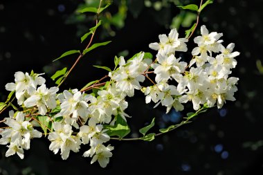 Çiçekli sahte orange (Philadelphus)