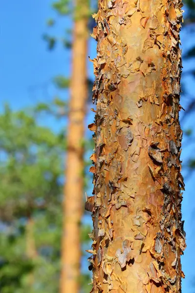 Floresta de pinheiro em um dia ensolarado — Fotografia de Stock