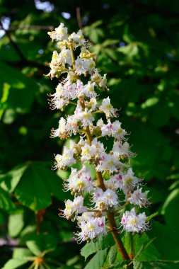 Kestane çiçeği (lat. Castanea)