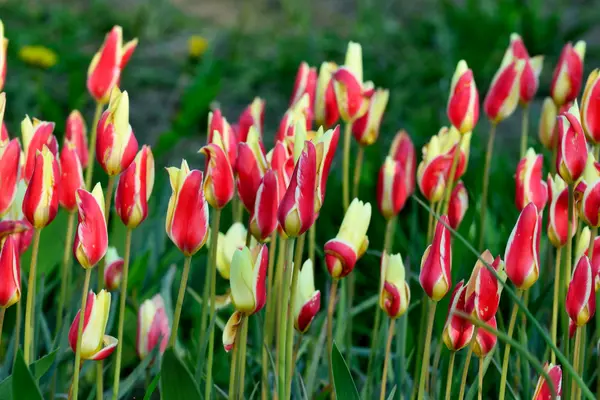 Tulipas vermelhas e amarelas — Fotografia de Stock