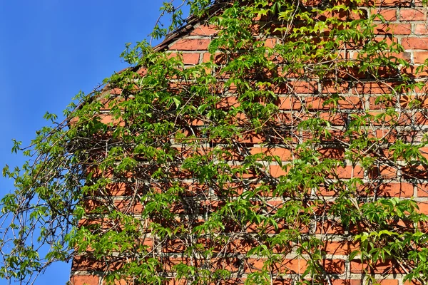 Ivy on the ancient brick wall — Stock Photo, Image