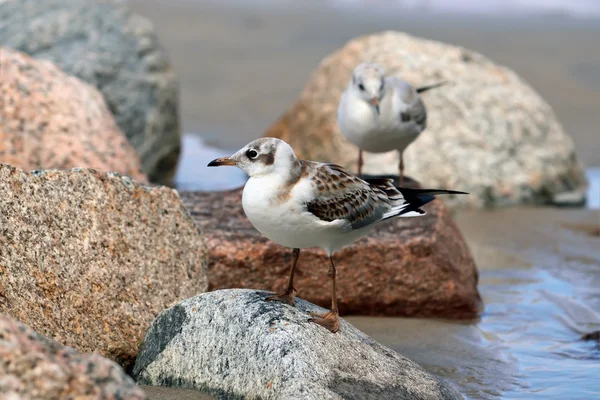 Две чайки сидят на скалах — стоковое фото