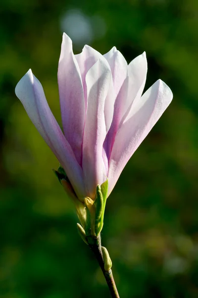 Magnolia soulangeana zbliżenie — Zdjęcie stockowe
