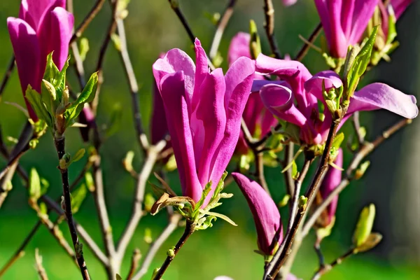 Magnolia liliiflora. Bellissimi fiori primo piano — Foto Stock