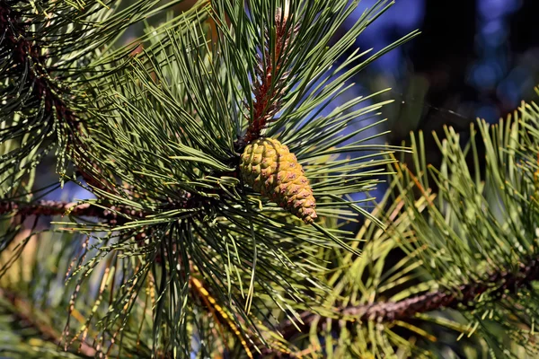 Pinus mugo closeup — Stock Photo, Image
