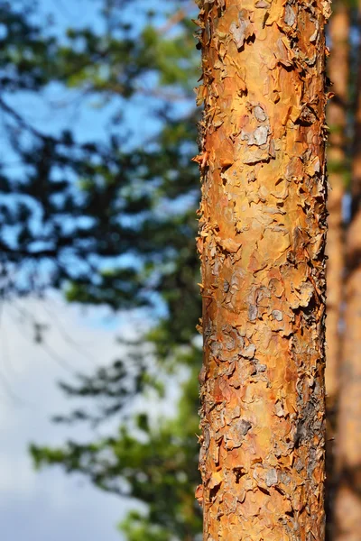 Borový les — Stock fotografie