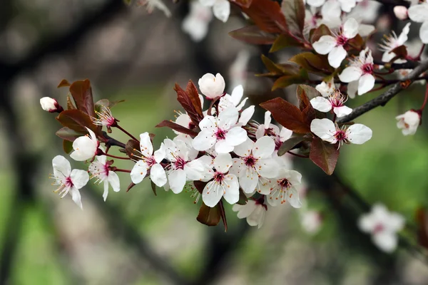 Blommande cherry plum Royaltyfria Stockfoton