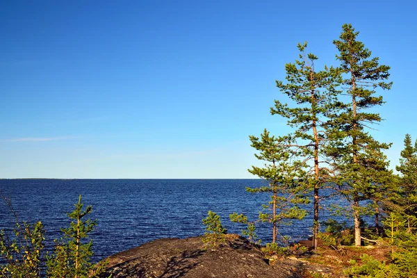Karelische landschap: dennen op de rotsen. Rusland — Stockfoto