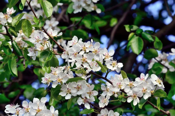春。梨の花 — ストック写真