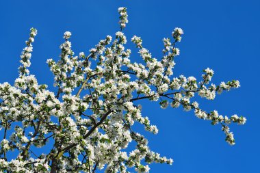 Çiçek açan elma ağacı. Bahar arkaplanı