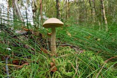 Brandası moss üzerinde çörek scaber (Leccinum scabrum)