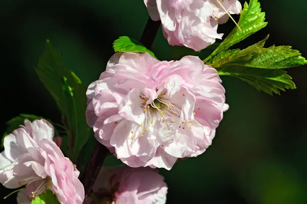 ピンクのアーモンドの花のクローズ アップ — ストック写真
