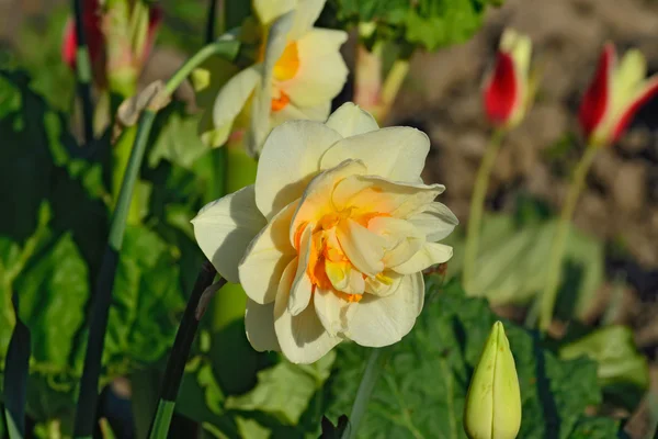 Terry bloem Narcissus closeup — Stockfoto