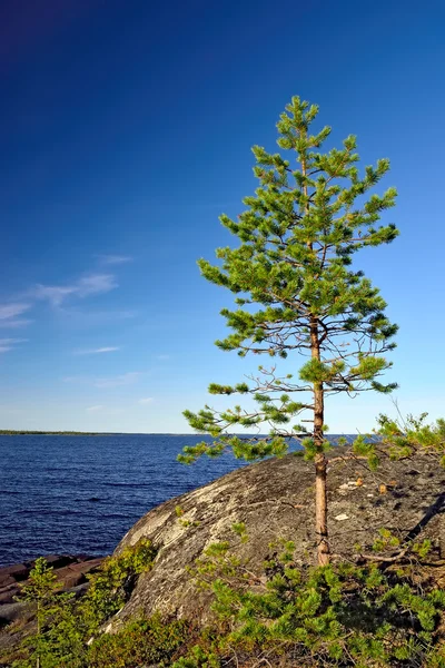 Самотня сосни. Березі моря білий, Карелія, Росія — стокове фото