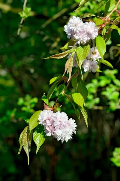 Sfondo primavera. Fiori di ciliegio — Foto Stock