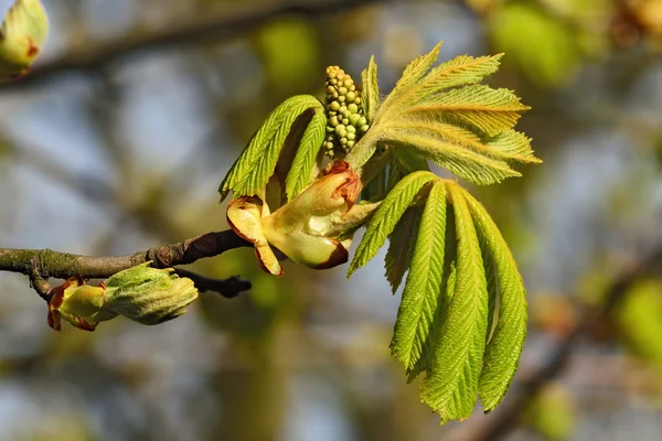 Inflorescences and young leaves of chestnut (lat. Castanea) — Stock Photo, Image