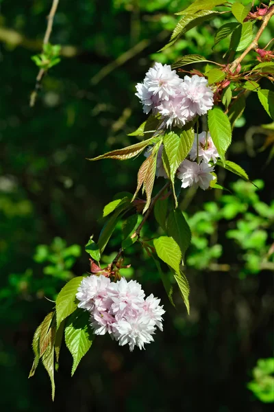 Fondo de primavera. Flores de cerezo —  Fotos de Stock