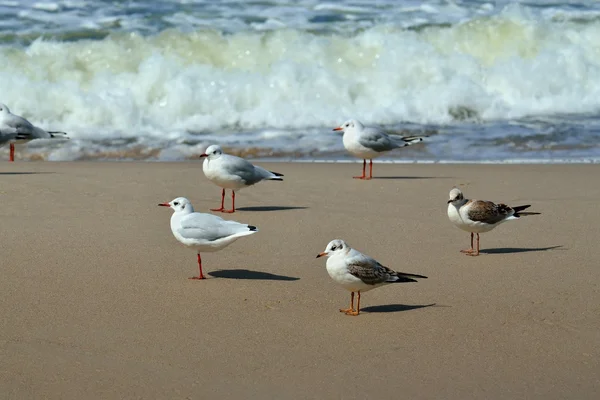 Gaviotas y surf —  Fotos de Stock