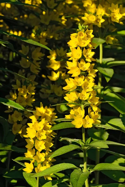 Lysimachia vulgaris primo piano — Foto Stock