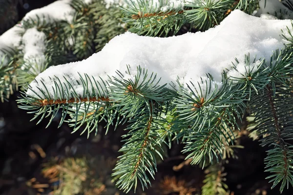 Branch of blue spruce in snow — Stock Photo, Image