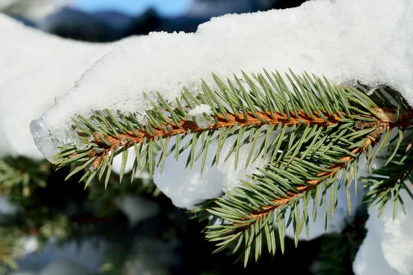 Branch of blue spruce in snow — Stock Photo, Image