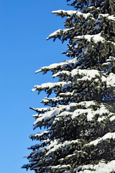 Abete rosso blu nella neve — Foto Stock