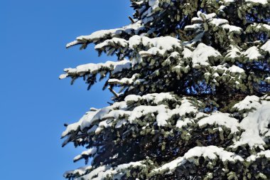 Mavi Ladin karda Şubesi