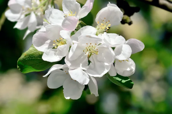 リンゴの花のクローズ アップ — ストック写真