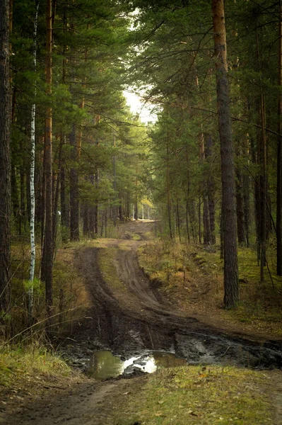 Wald Herbstschlamm — Stockfoto
