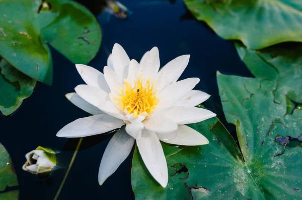 Two Beautiful Blooming White Lotus Floating Water Plant Lily Pond — Stock Photo, Image
