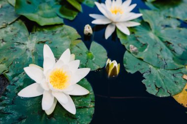 Birçok güzel çiçek açan beyaz nilüfer çiçekleri, sabah vakti, bir gölete zambak ekerler. Doymuş renkler ve canlı detay, gerçeküstü görüntü.