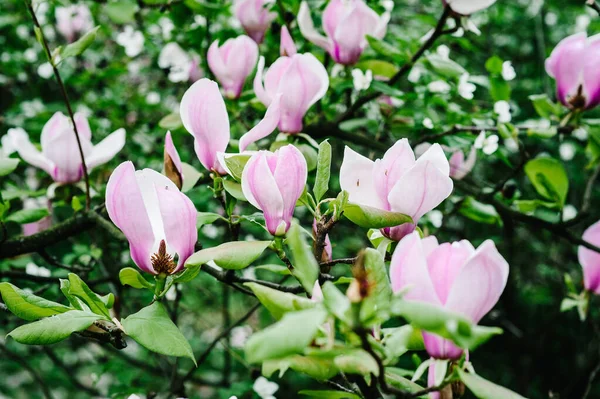 Background Magnolia Bloom Spring Season Pink Purple Magnolia Flowers Green — Stock Photo, Image