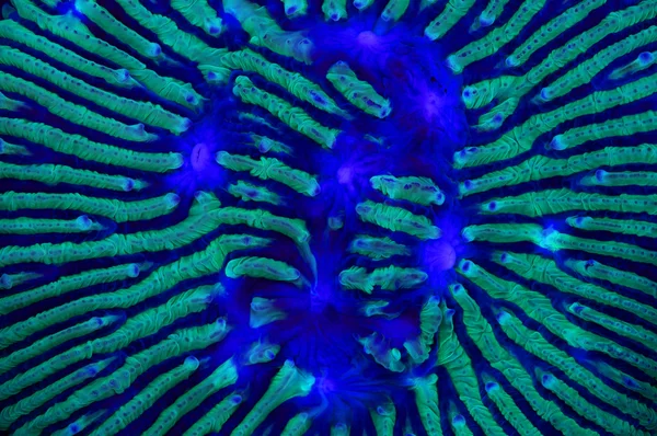 This is a bright blue Lithophyllon undulatum stony plate coral. — Stock Photo, Image