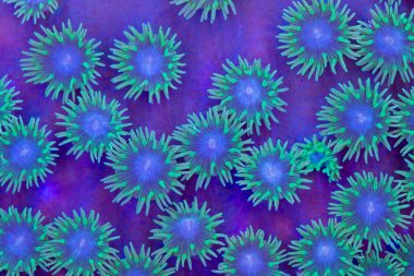 Pagota coral clipart