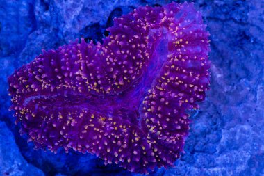 Lobophyllia çok renkli