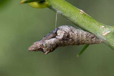 Narenciye swallowtail pupa