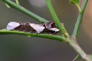 Dev swallowtail tırtıl