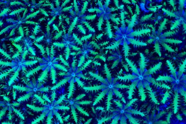  Sympodium coral polyps clipart