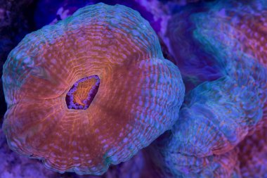 Dallanma Lobophyllia