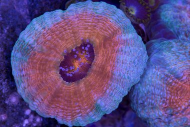 Dallanma Lobophyllia