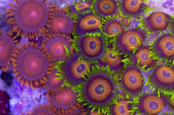 Zoanthids