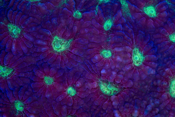 This is a dark purple and green favia coral — Stock Photo, Image