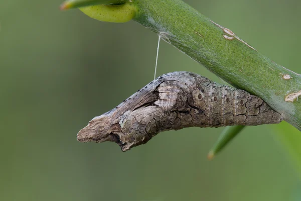 Narenciye swallowtail pupa — Stok fotoğraf