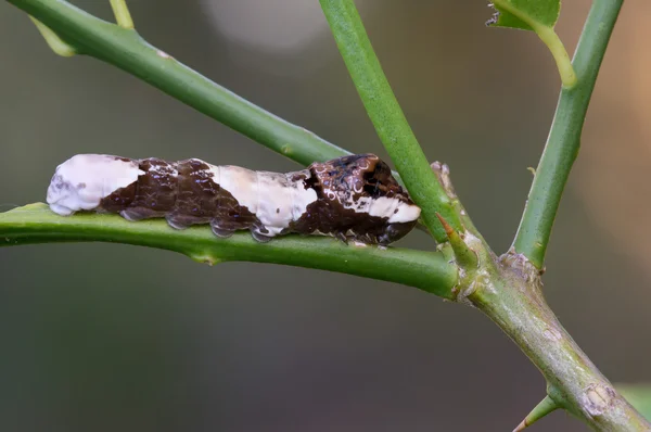 Jätte swallowtail larv — Stockfoto