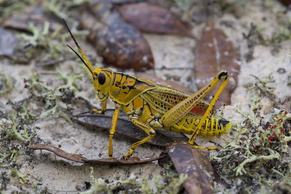 Lubber grasshopper — Stock Photo, Image
