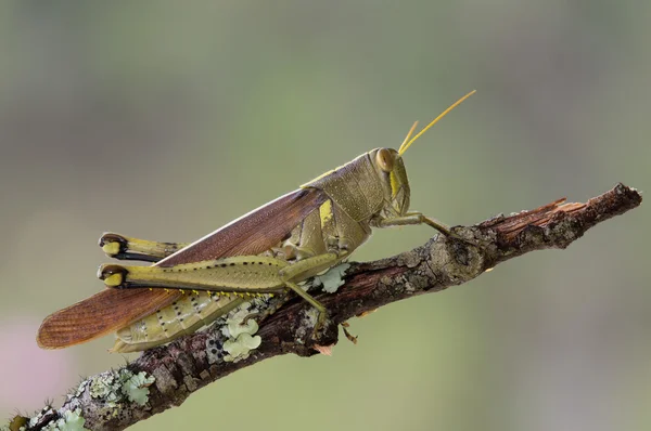 Saltamontes de aves oscuras — Foto de Stock